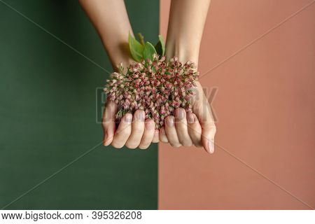 Beautiful Female Hands With Natural Manicure. Dual Background From Beige And Green Colors. Flower As