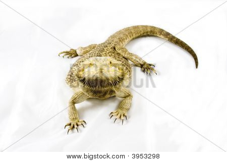 Bearded Dragon Isolated On White