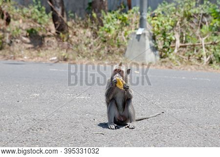 One Monkey Sitting On The Road Eating Fruit. The Monkey Is Eating A Mango.