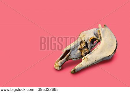 Two White Old Bare Light Bones Of A Horse's Skull On Colorful Bright Pink Background