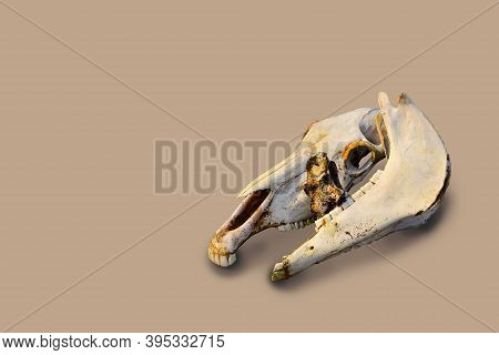 Two White Old Bare Light Bones Of A Horse's Skull On Beige Color Backdrop