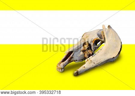 Two White Bare Light Bones Of A Horse's Skull In Colorful Bright Yellow Background With White Gorizo