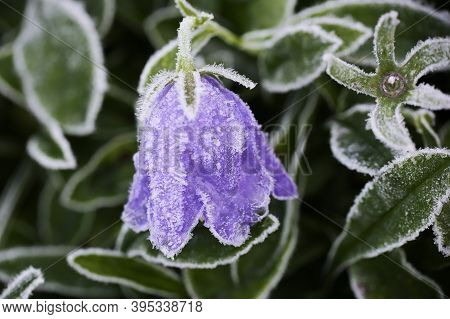 Frost