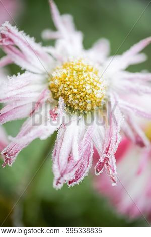 Frost