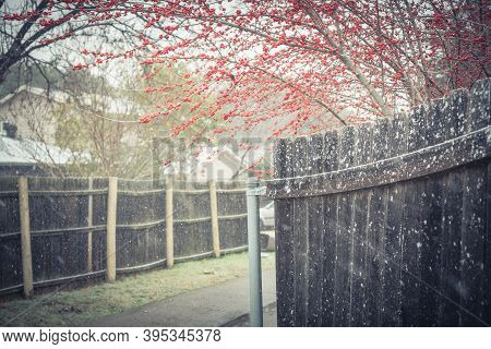 Neighborhood Back Alley With Bright Crimson Red Winterberry In Snow Fall Near Dallas, Texas, Usa