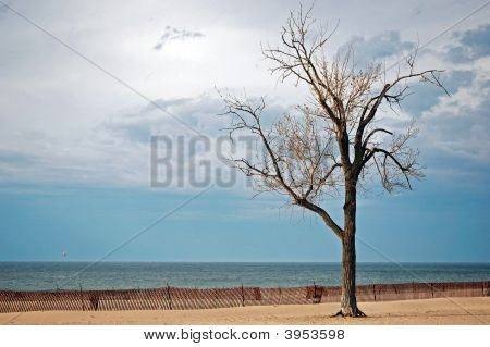 Faggio sulla spiaggia