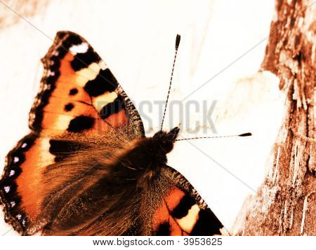 The Butterfly.