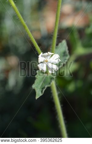 Unusual Campion - Latin Name - Silene Paradoxa