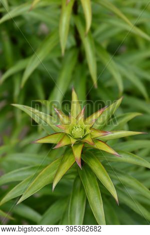 Henrys Lily Leaves - Latin Name - Lilium Henryi