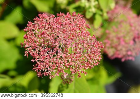 Smooth Hydrangea Pink Annabelle Flowers - Latin Name - Hydrangea Arborescens Pink Annabelle