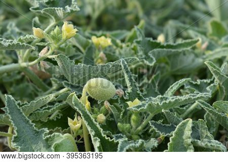 Squirting Cucumber - Latin Name - Ecballium Elaterium