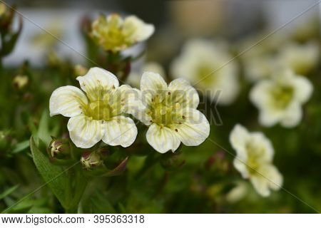 Saxifrage Snow Carpet - Latin Name - Saxifraga X Arendsii Schneeteppich