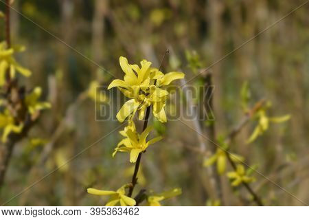 Weeping Forsythia Yellow Flowers - Latin Name - Forsythia Suspensa