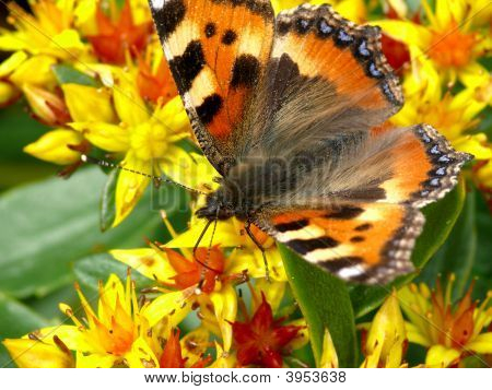 The Butterfly.