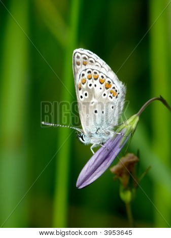 The Butterfly.