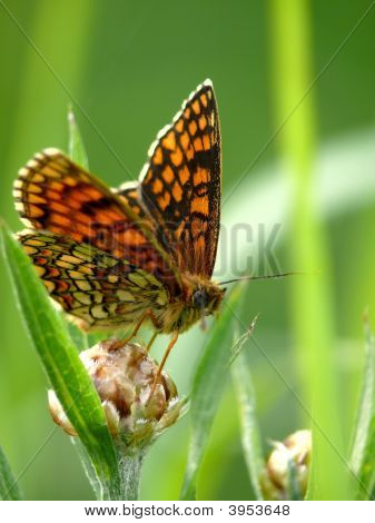 The Butterfly.