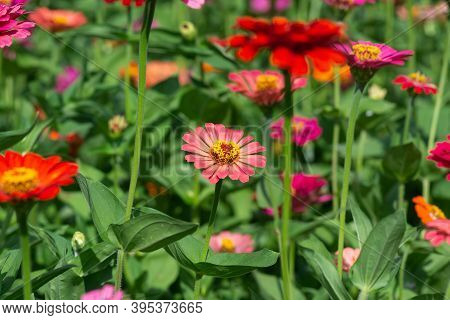 Flower Background, Many Beautiful And Bright Colors Of Zinnia Peruviana