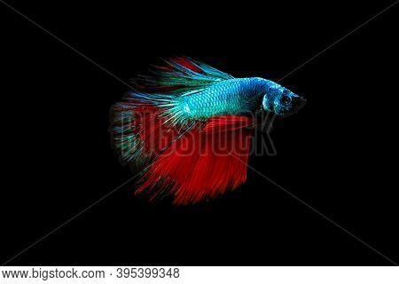 Swimming Action Of Betta, Siamese Fighting Fish, Colourful Betta, Pla-kad (biting Fish) Thai; Half M