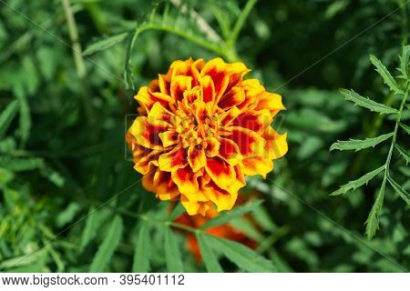 Flower Background, Beautiful And Bright Flower Tagétes