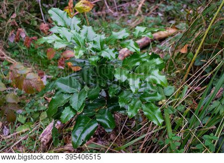 The Plant Mahonia Holm With Bright Green And Red Shiny Leaves And Dark Blue Berries Growing In The W
