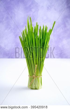 A Bunch Of Green Fresh Wheat Sprouts On A White-purple Background.