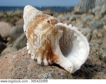 Sea Shells At The Beach