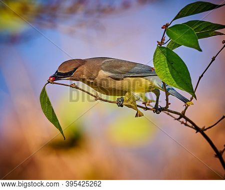 Cedar Waxwing (bombycilla Cedrorum) Feeding On A Berry Bush.