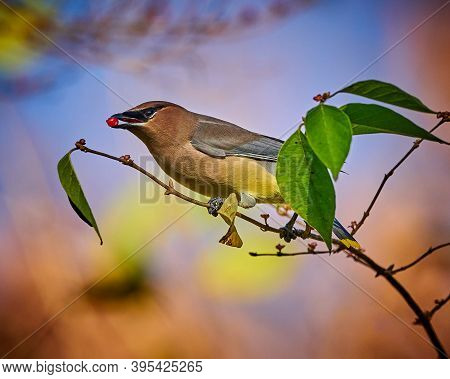 Cedar Waxwing (bombycilla Cedrorum) Feeding On A Berry Bush.