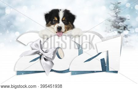 2021 Happy New Year Number Text With Funny Pet Dog Isolated On Blurred Lights Background For Happy N