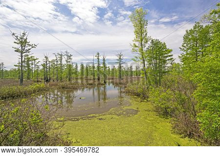 Sunny Day On A Quiet Cypress Swamp In The Cache River State Natural Area In Illinois