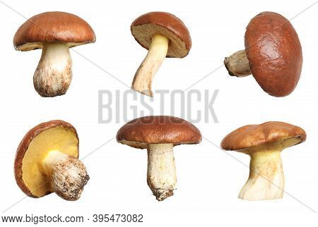 Set Of Fresh Slippery Jack Mushrooms On White Background