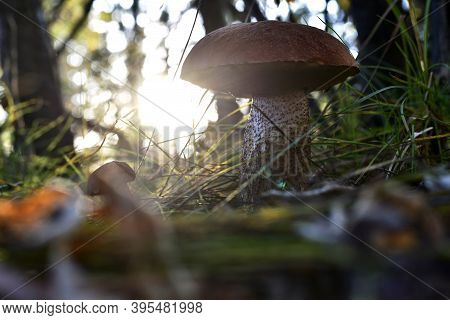 A Large Boletus Mushroom. View From Below. With A Sun On The Horizon.