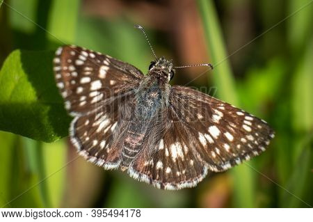 Top View Of A Checkered Skipper (burnsius Communis). Raleigh, North Carolina.