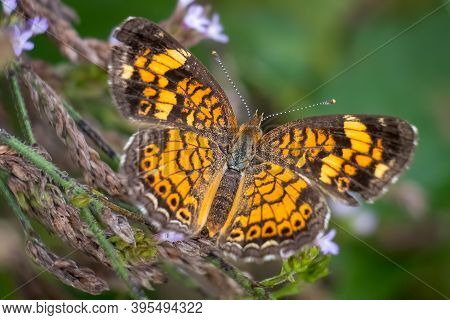 A Pearl Crescent (phyciodes Tharos) Enjoys The Flowers. Raleigh, North Caroilna.