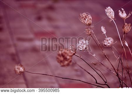 Blurry Natural Background. Lilac-pink Background With Dried Flowers. Unobtrusive Abstract Background
