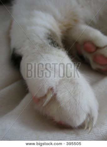 Paw1