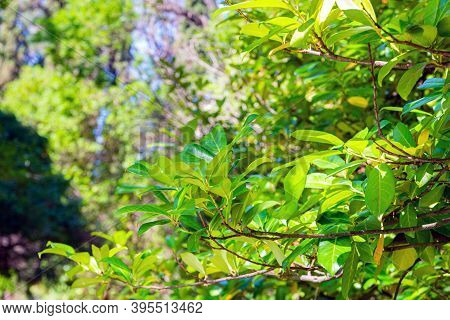 Prunus Laurocerasus Or Laurel Cherry Bush With Leaves In Garden