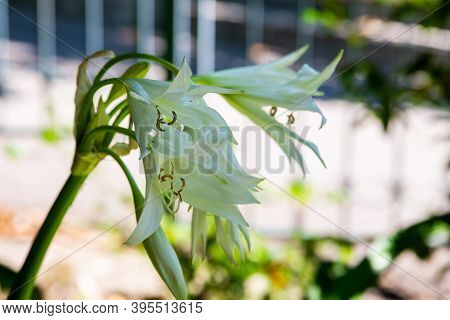 Crinum Latifolium Or Crinum Broadleaf White Flower On A Bush In A Park.