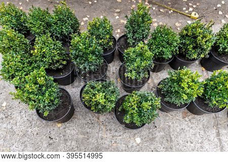 Many Small Plastic Pots With Fresh Evergreen Buxus Boxwood Bushes Prepared For Planting At Ornamenta