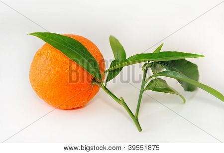 En moden Tangerine på en kvist med blade