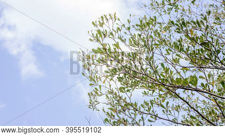Ivory Coast Almond Tree Branches On A Sky Background.