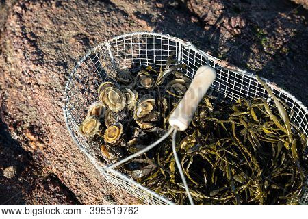Basket Of Limpets On The Coast At Low Tide