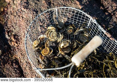 Basket Of Limpets On The Coast At Low Tide