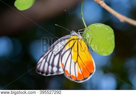 Delias Eucharis Or Common Jezebel Butterfly With Broken Wing Finding 
And Eating Flower Pollen  On T