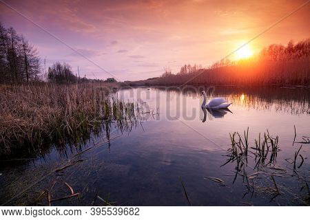 Magical Sunset In Countryside. Rural Landscape In Spring, Wilderness. Swan Swimming In The Narrow Ri