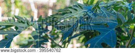 Panoramic View Group Of Papaya Leaves Or Papaw, Pawpaw In The Garden With Raised Bed Background