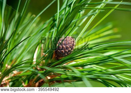 A Young Growing Cedar Cone On A Fluffy Green Branch Covered With Needles. Close-up, Selective Focus
