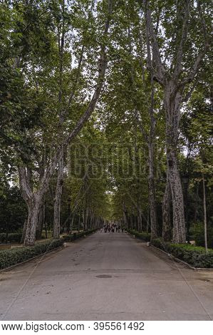 Beautiful Long Tree Line In Parque De Maria Luisa