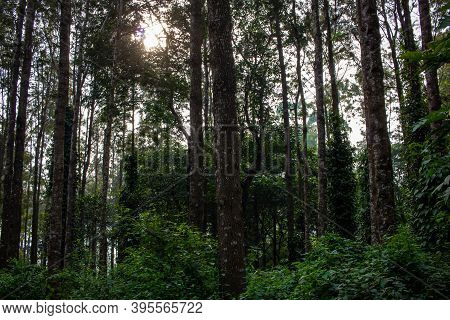 Scenic View Of The Trees Providing Shade To Coffee Plantations In Yercaud Hill Station, Tamil Nadu, 