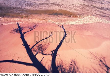 The Shadow Of The Dead Pine Tree On The Beach